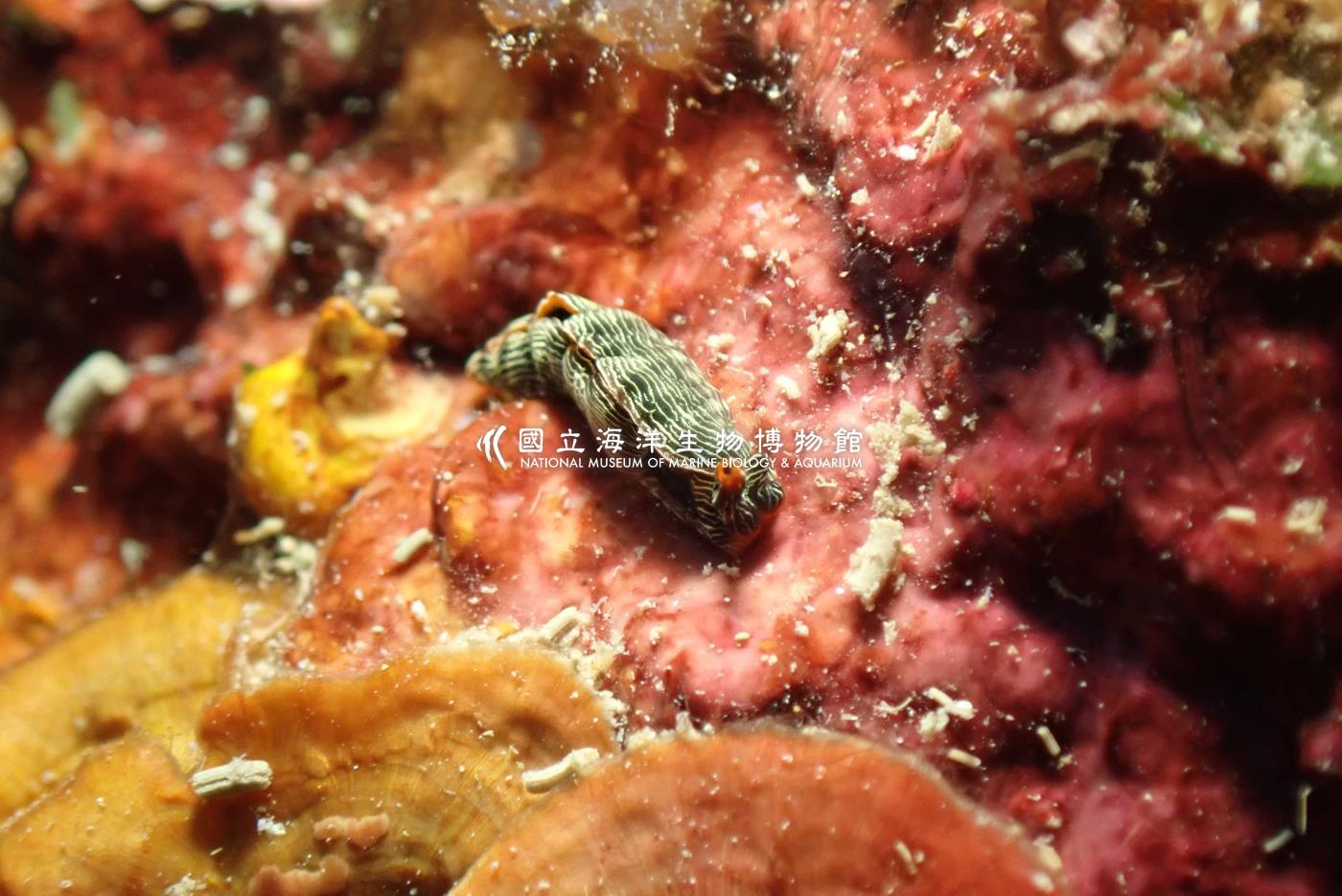 細長平腮海蛞蝓