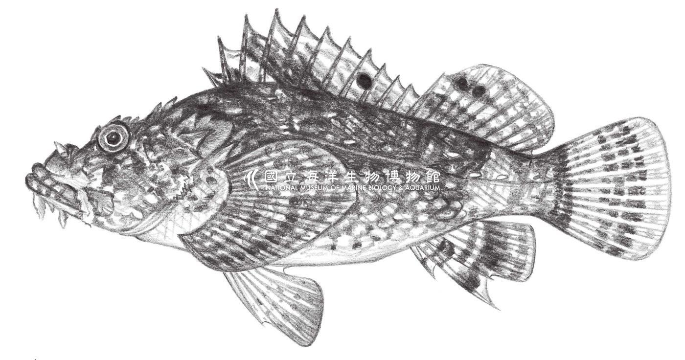 881. 鬚擬鮋 Scorpaenopsis cirrhosa (Thunberg, 1793)