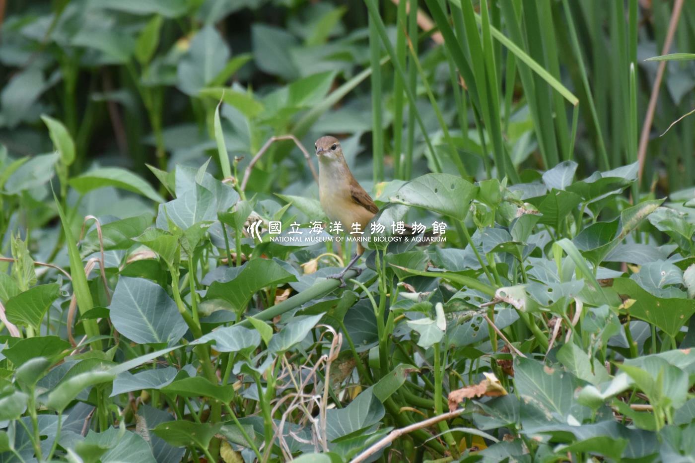 大葦鶯