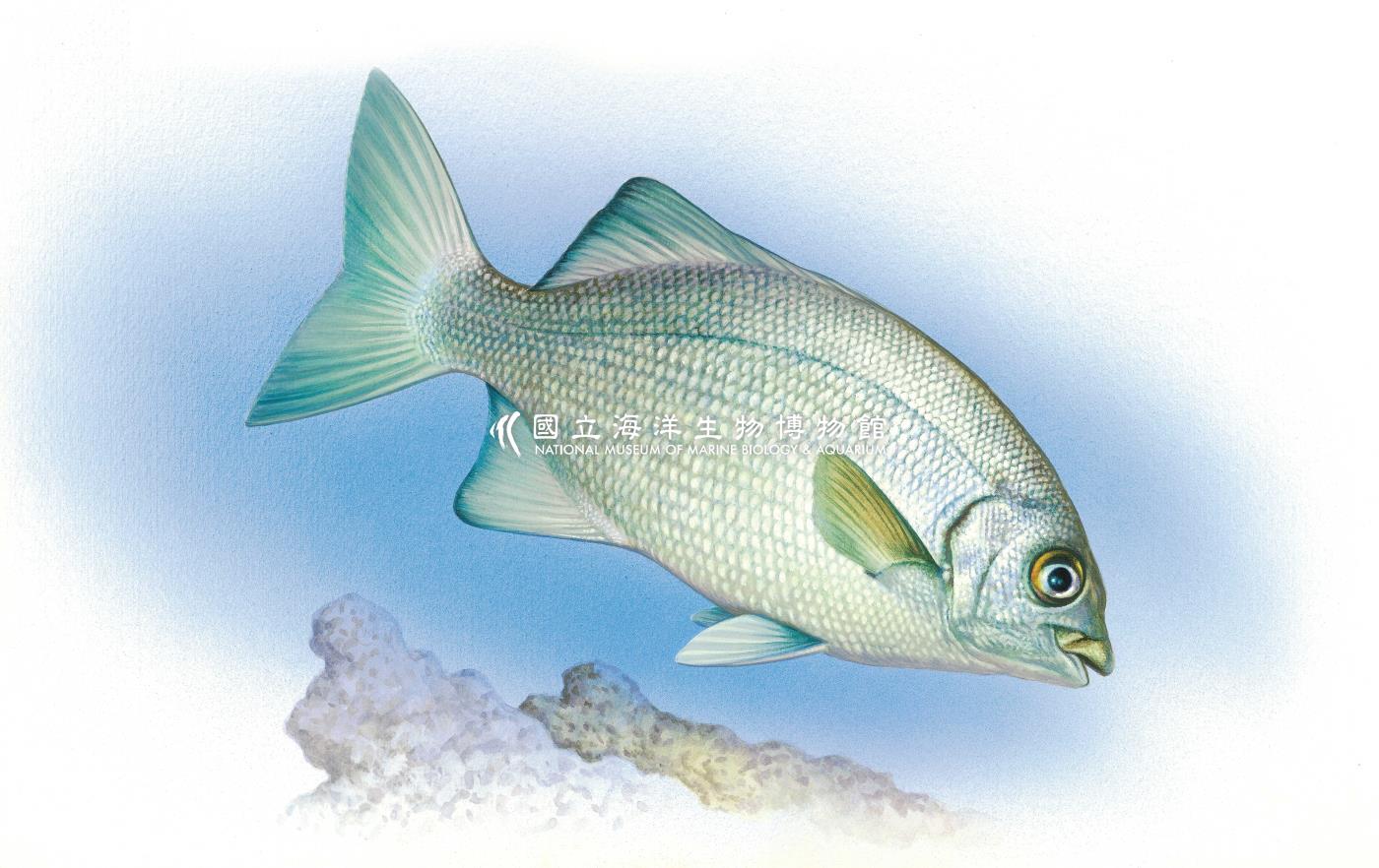 天竺舵魚