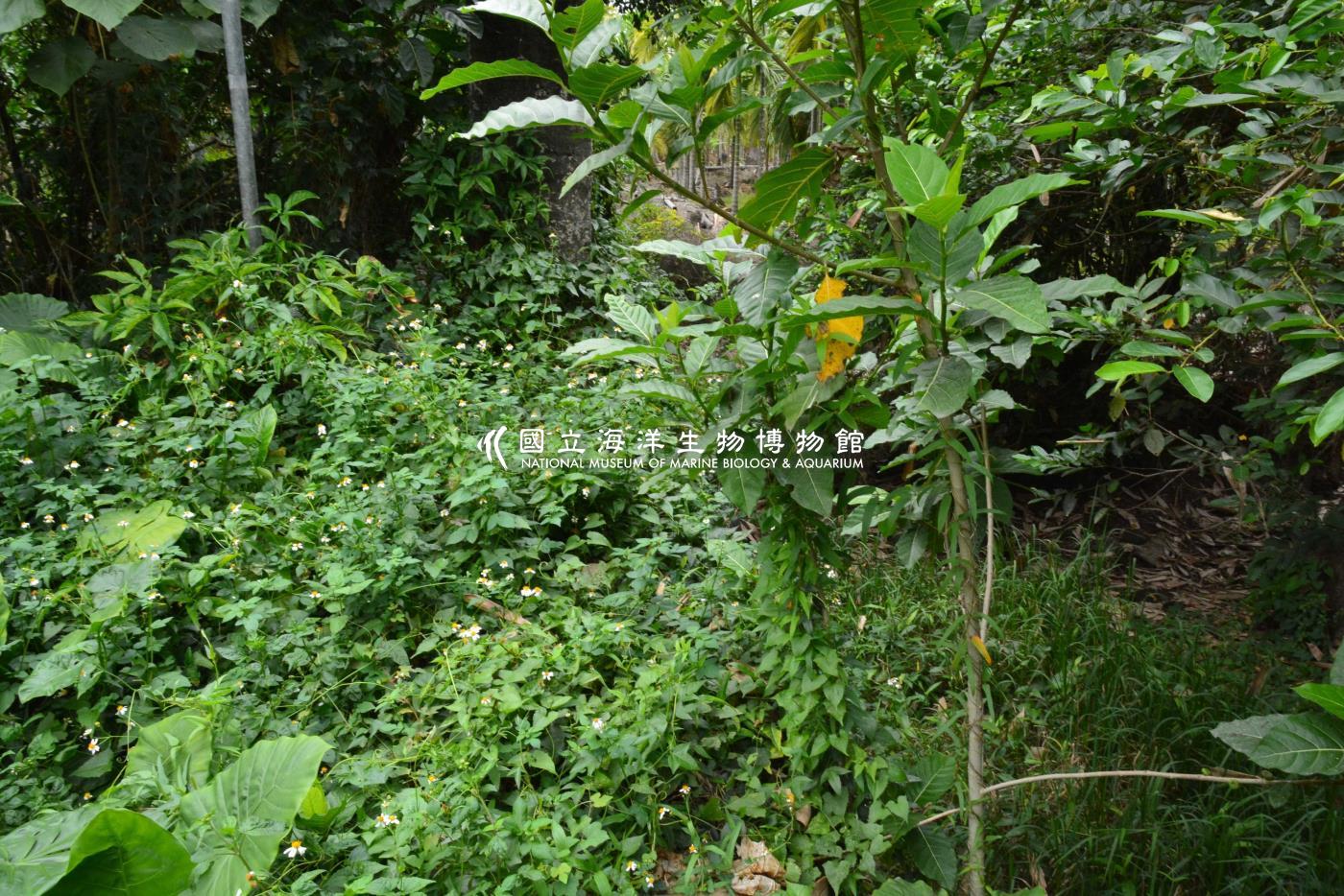 五溝水-3號水門