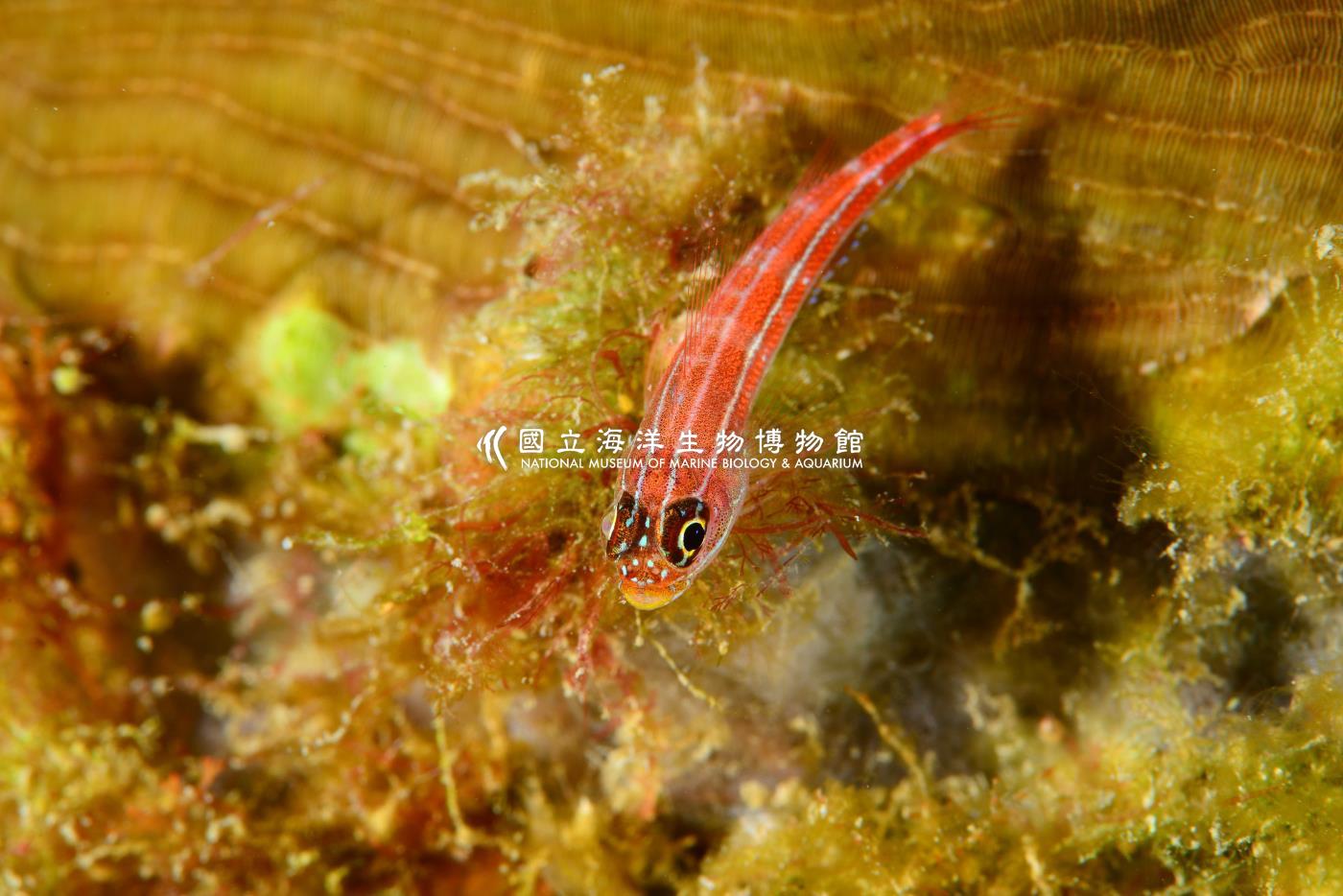 縱帶彎線鳚