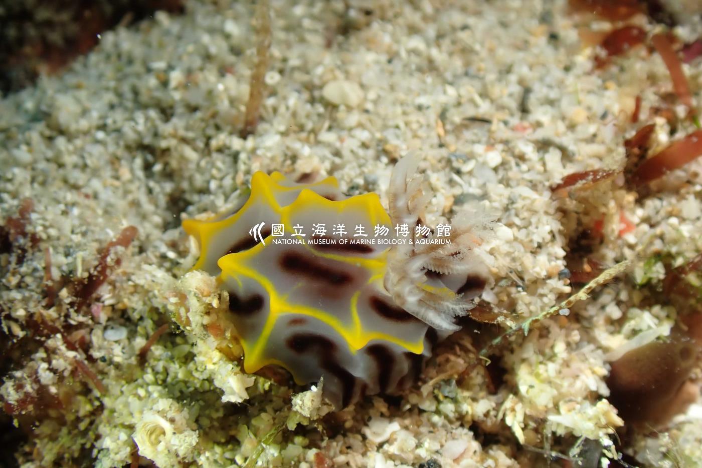 halgerda cf. willeyi