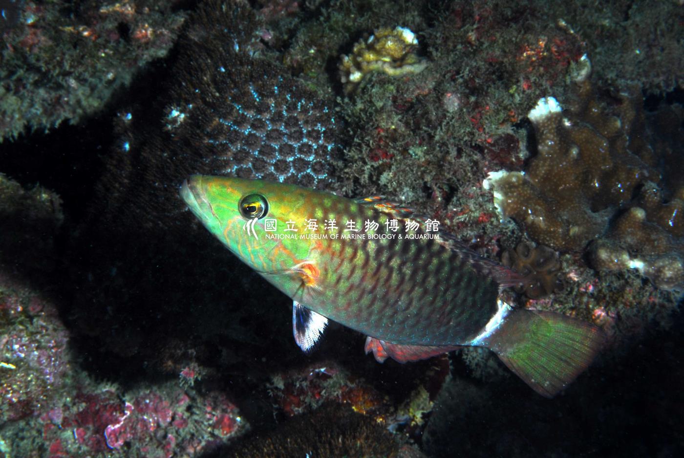 單帶尖唇魚