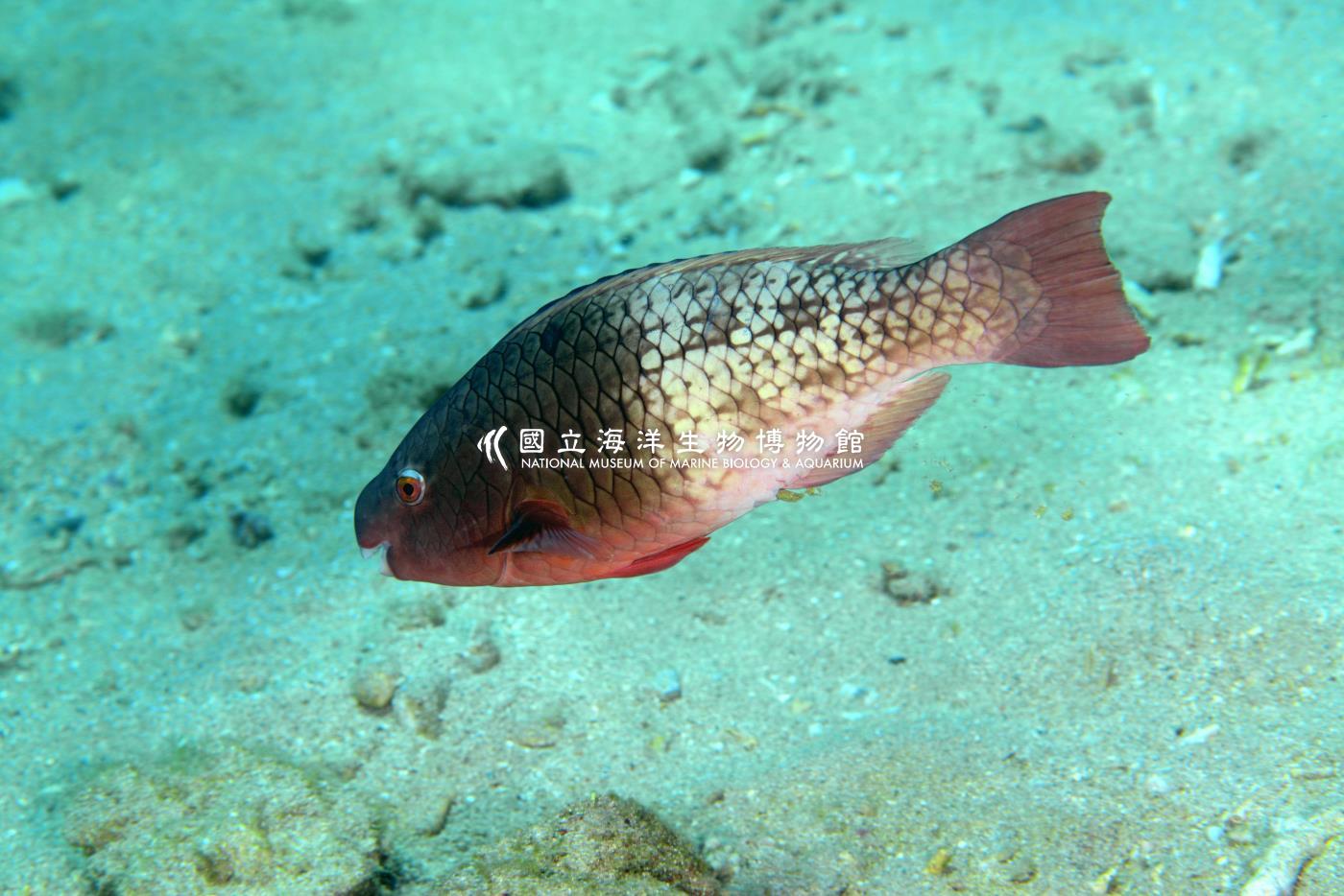 紅紫鸚哥魚