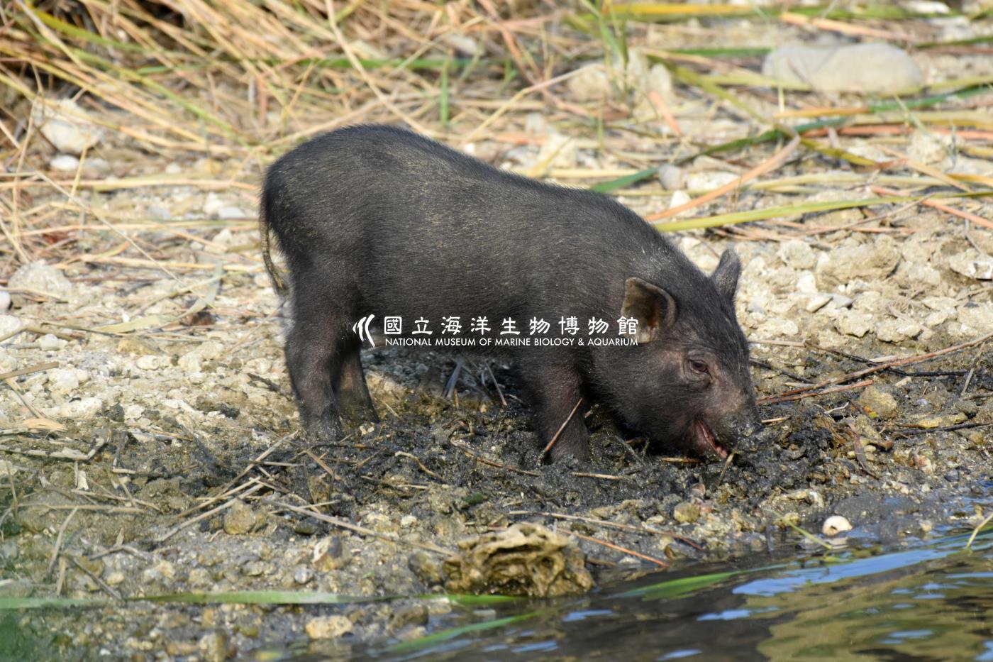 小豬