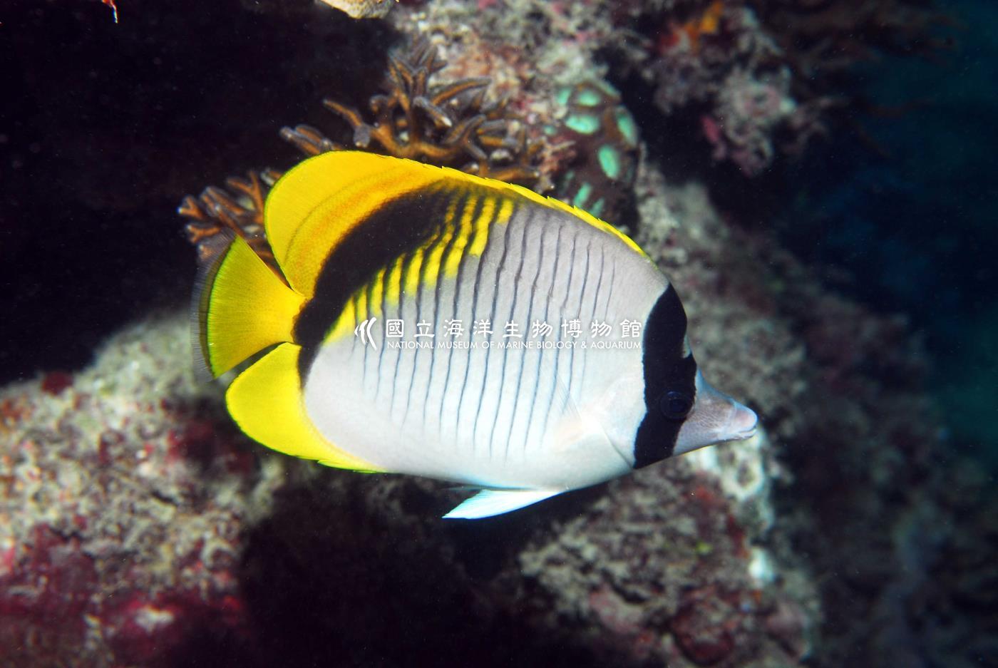紋身蝴蝶魚