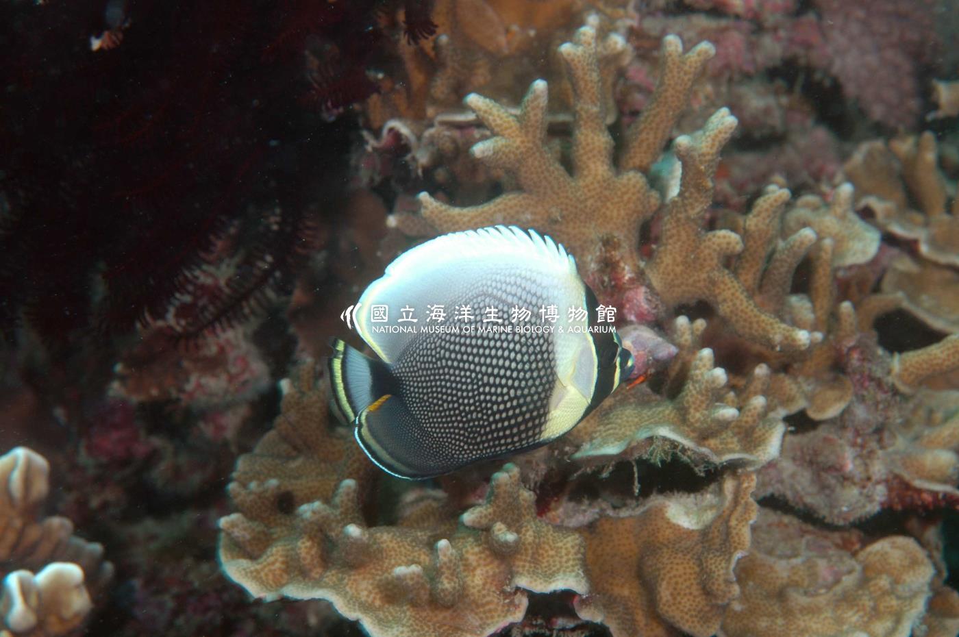 網紋蝴蝶魚