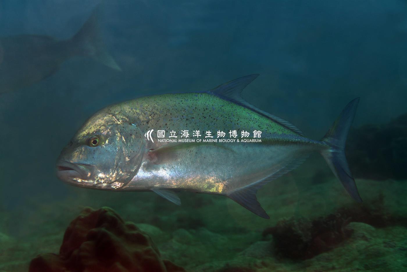 藍鰭鰺