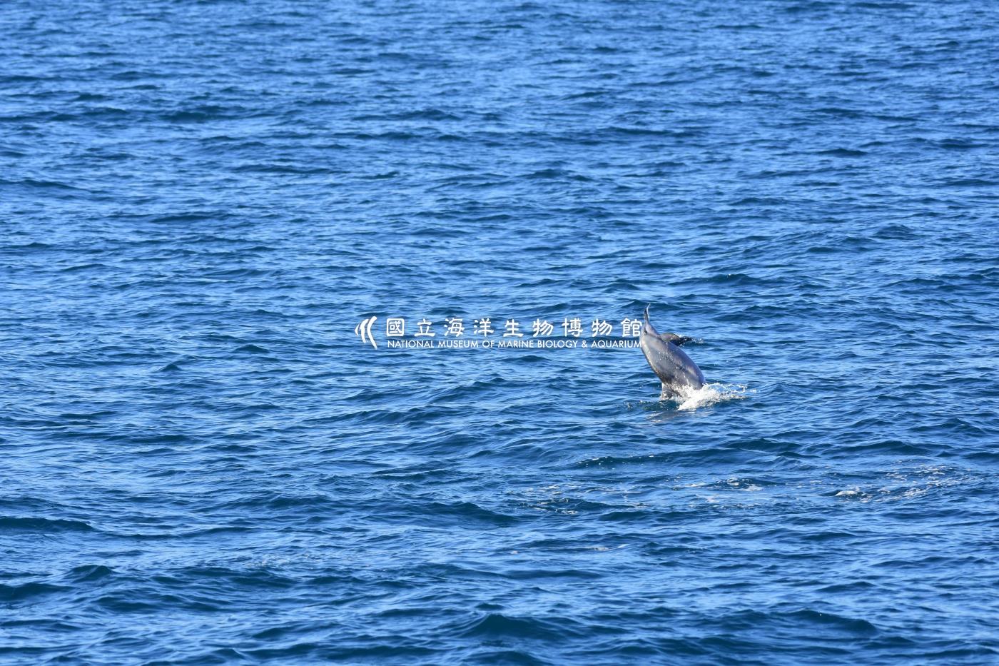 飛旋海豚