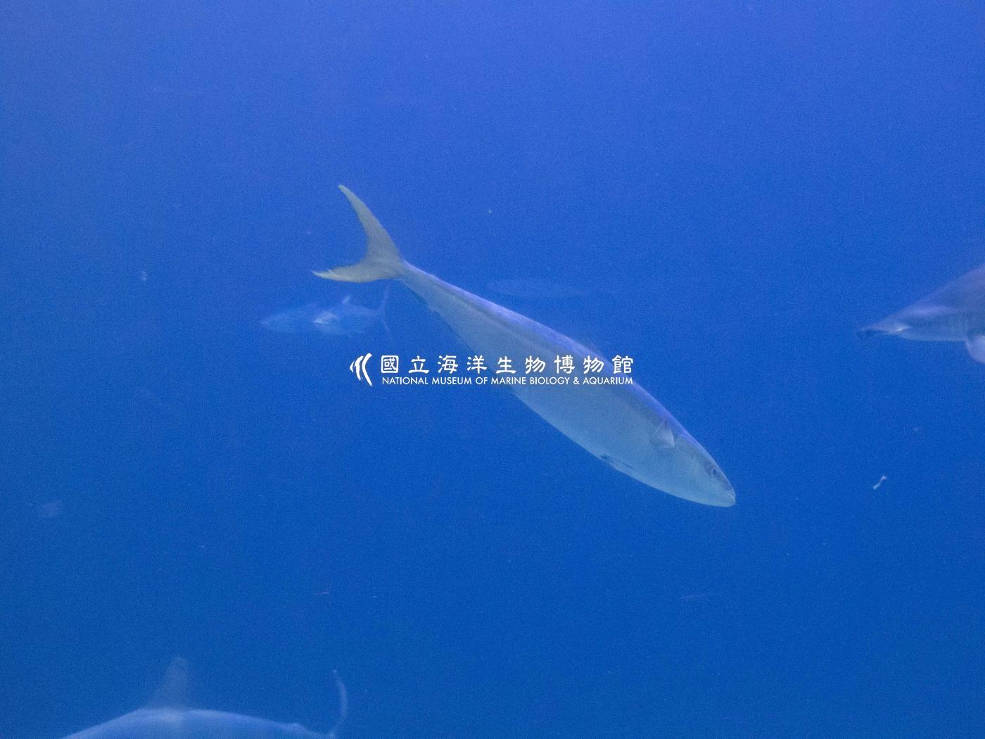 雙帶鰺