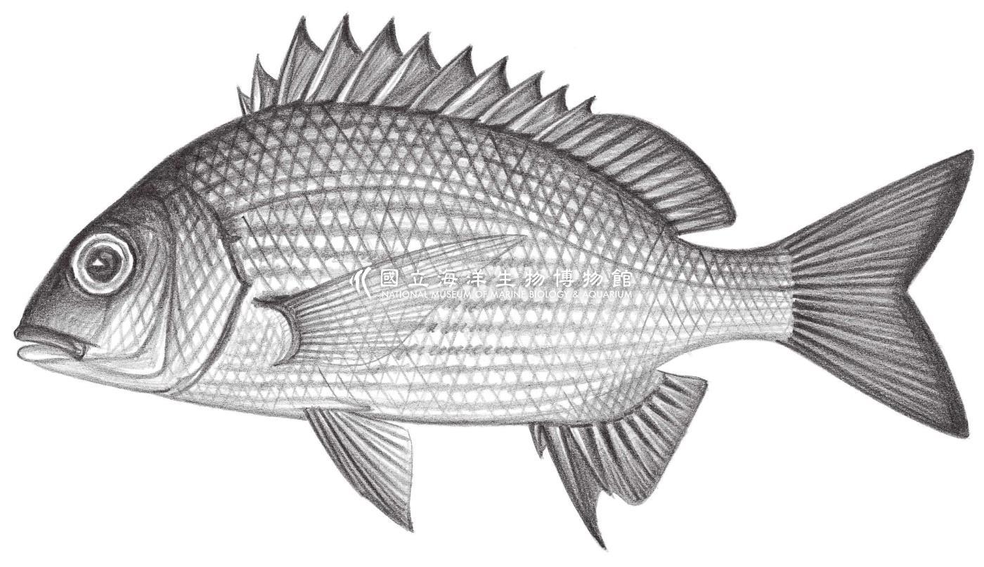 1449. 桔鰭棘鯛 Acanthopagrus sivicolus Akazaki, 1962