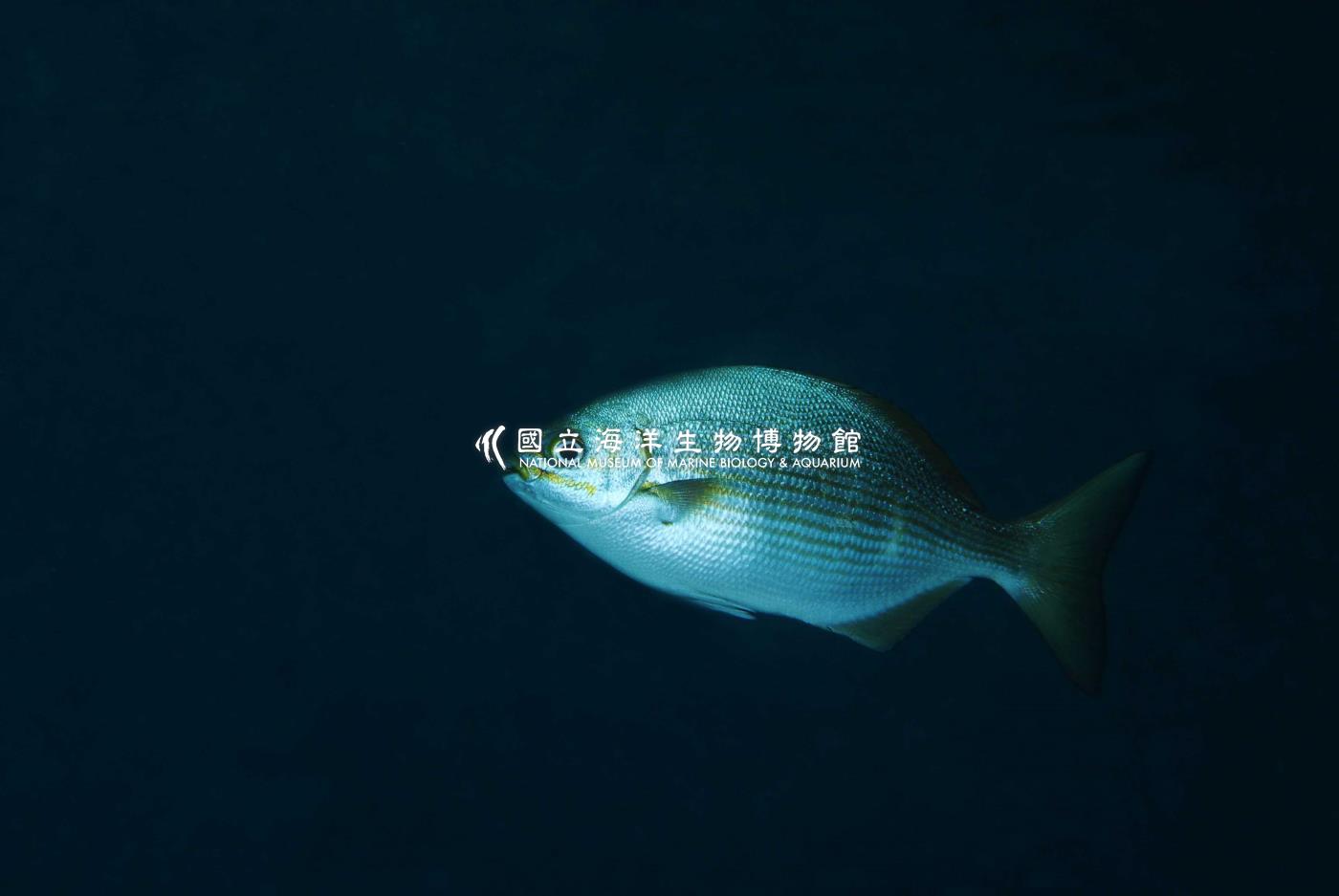 照片