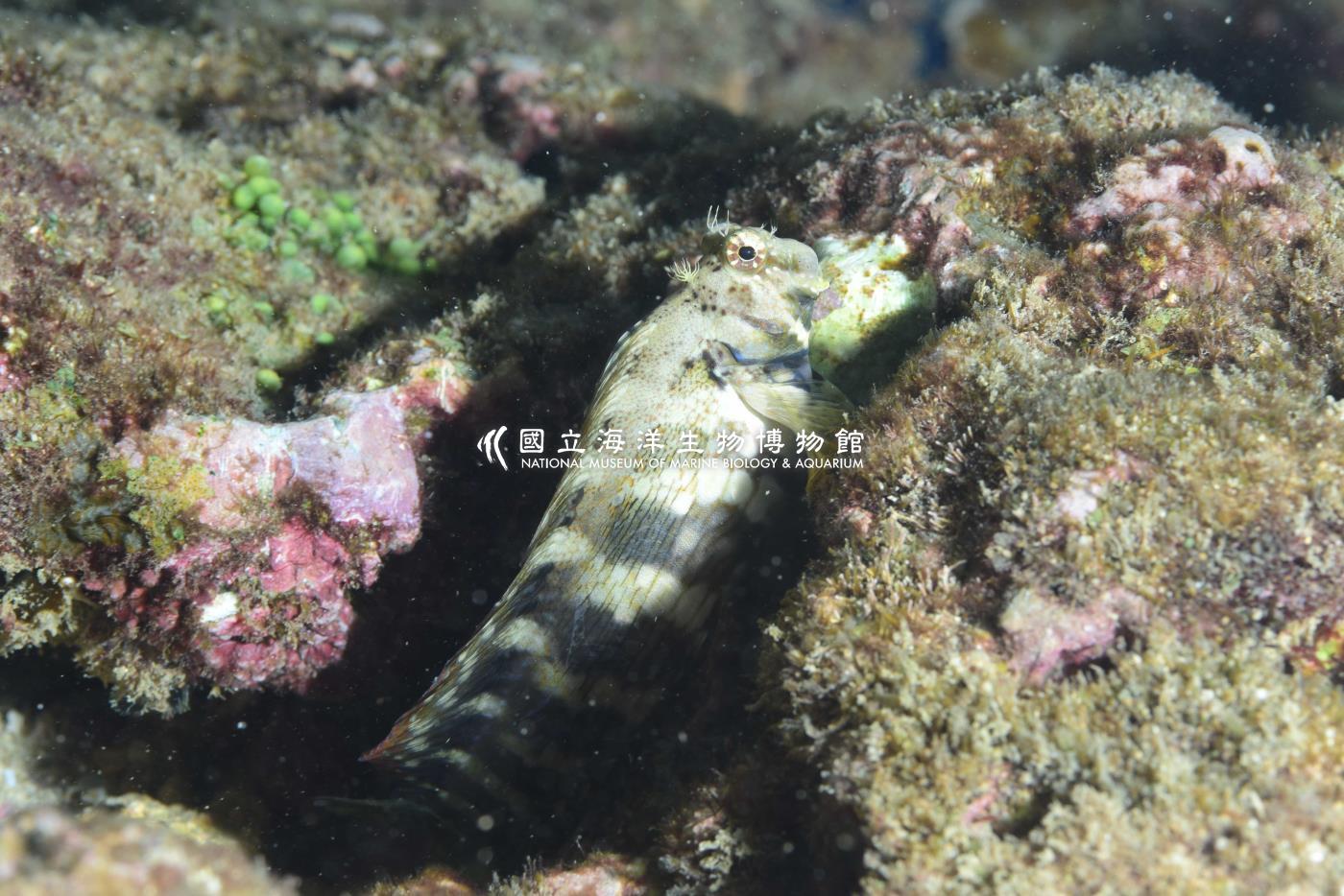 細紋唇齒䲁