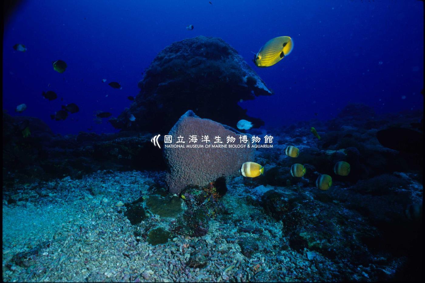 珊瑚礁生態