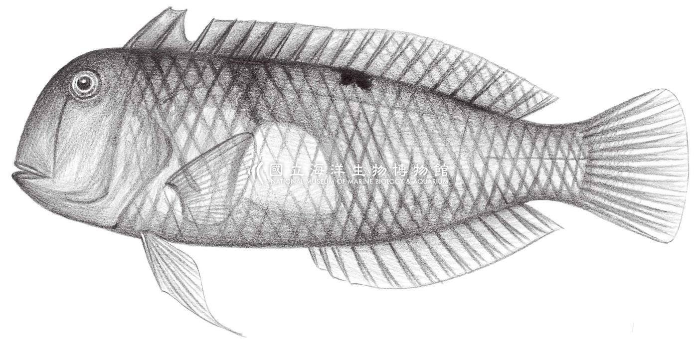 1791. 離鰭頸鰭魚 Iniistius aneitensis (Günther, 1862)