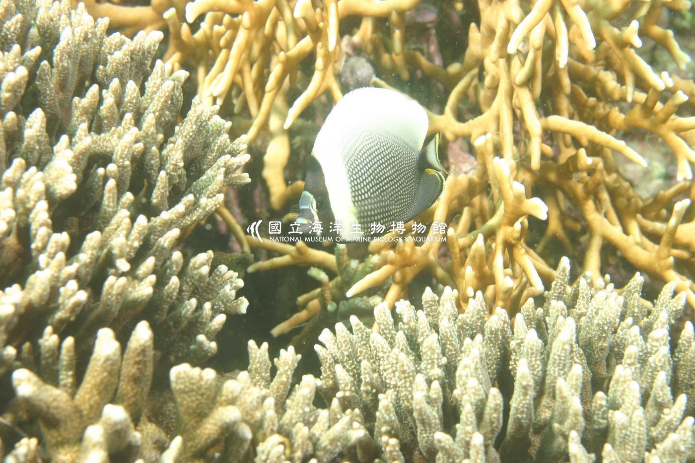 網紋蝴蝶魚