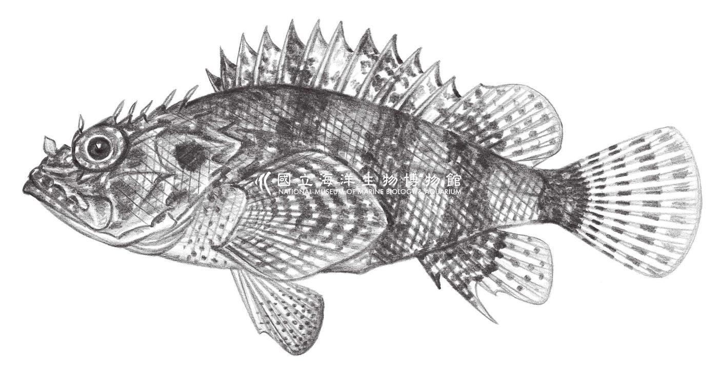 875. 關島小鮋 Scorpaenodes guamensis (Quoy & Gaimard, 1824)