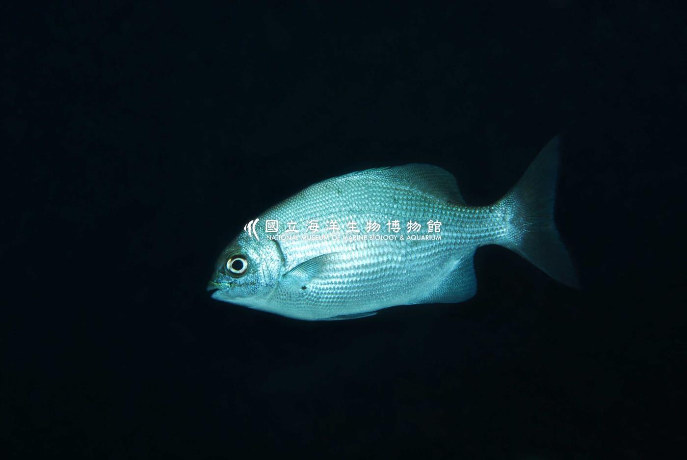 天竺舵魚