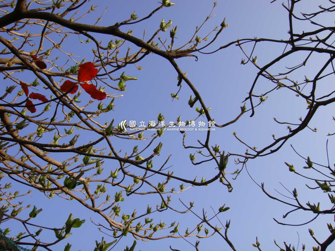 欖仁樹