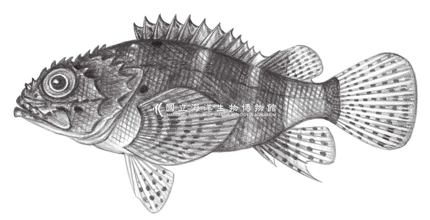879. 短翅小鮋 Scorpaenodes parvipinnis (Garrett, 1864)