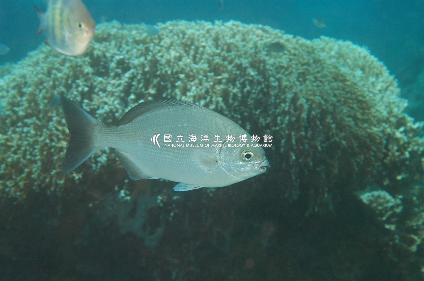 南方舵魚