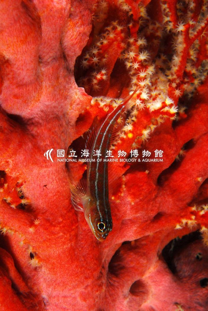 縱帶彎線鳚