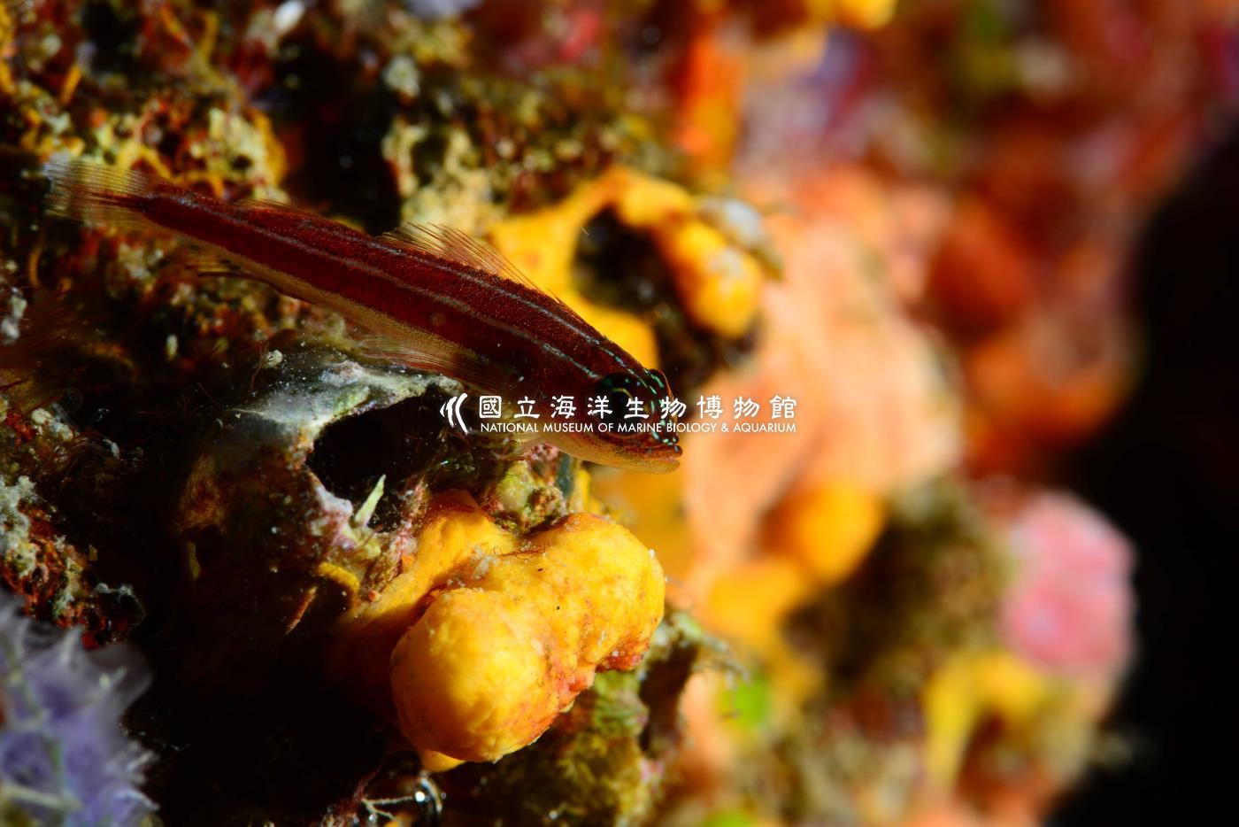 縱帶彎線鳚