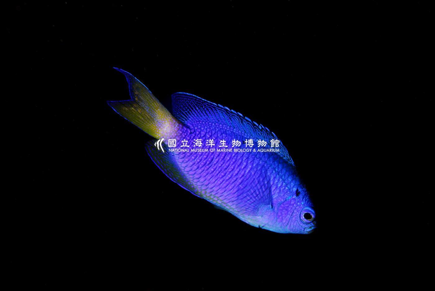 霓虹雀鯛