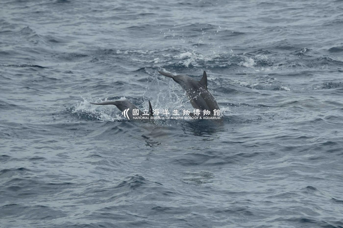 飛旋海豚