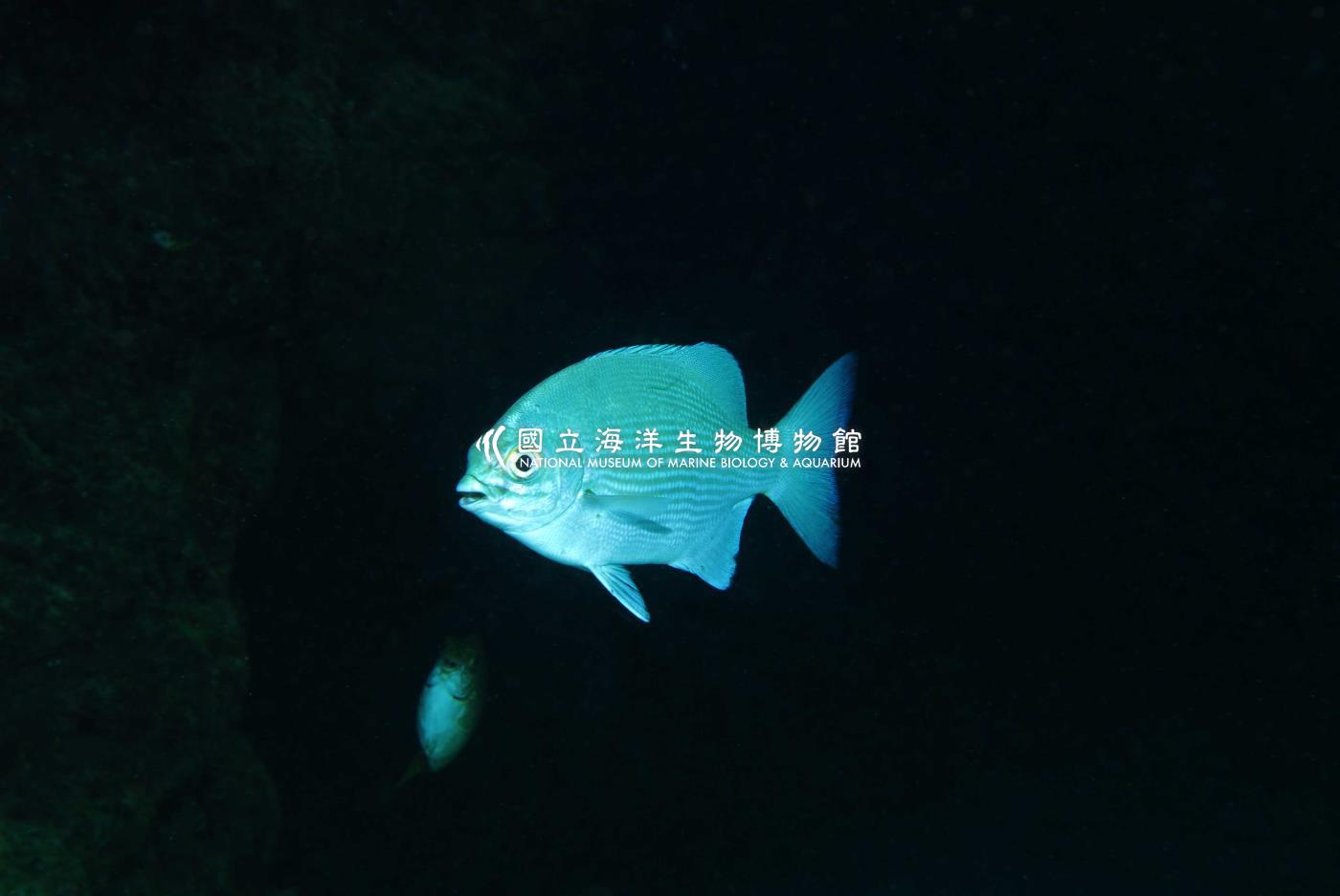 天竺舵魚