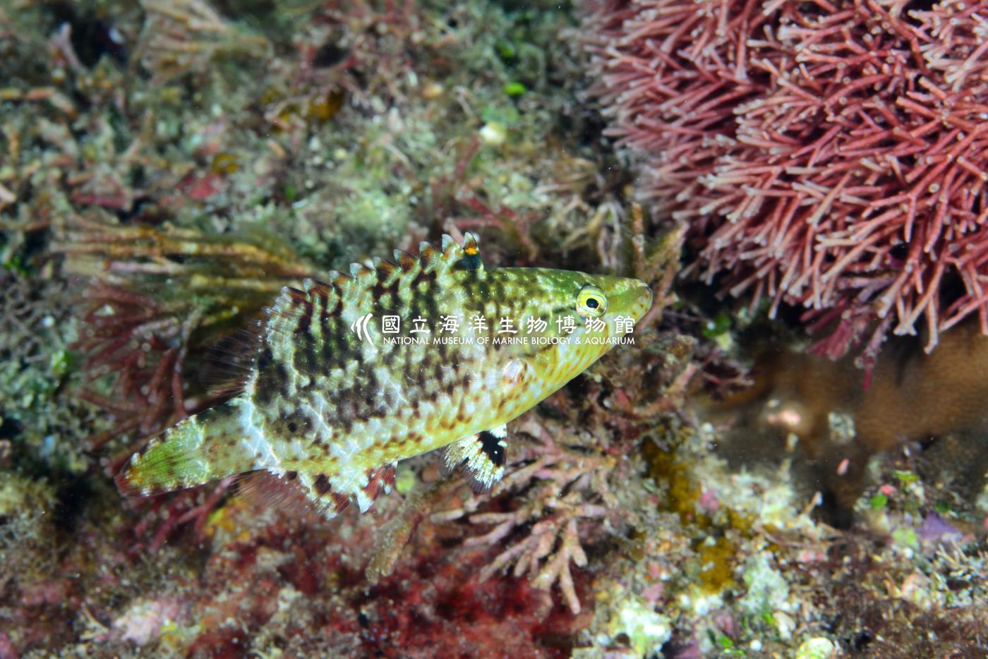 單帶尖唇魚