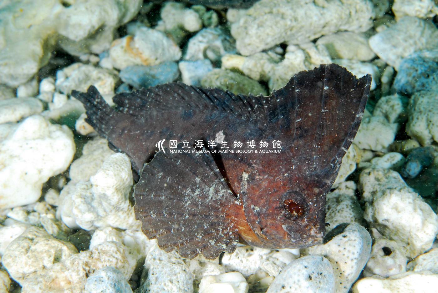 背帶長絨鮋