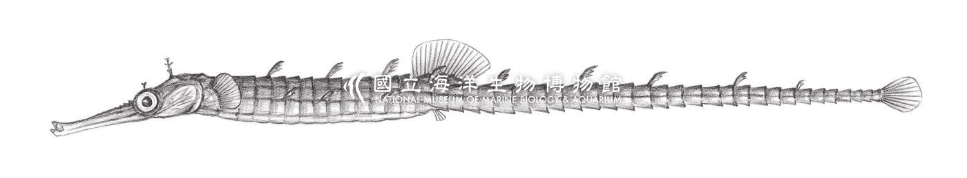 826. 巨吻海蠋魚 Halicampus macrorhynchus Bamber, 1915
