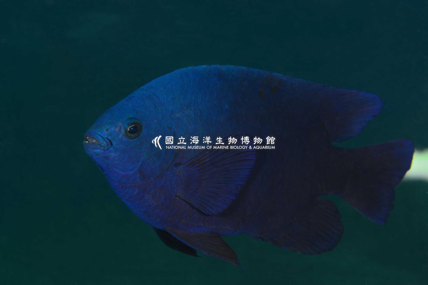 黑副雀鯛