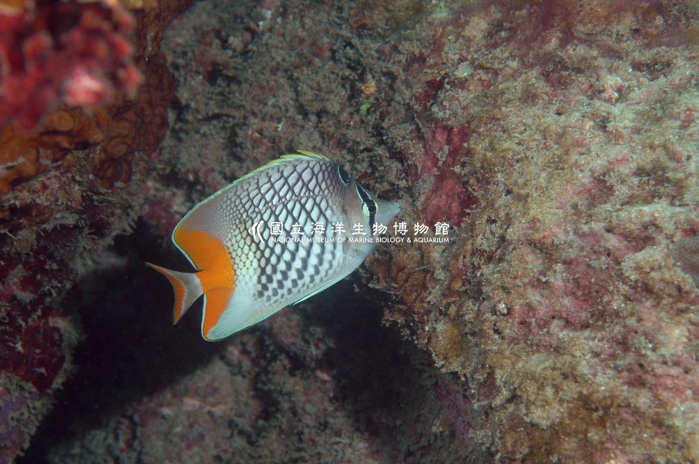 紅尾蝴蝶魚