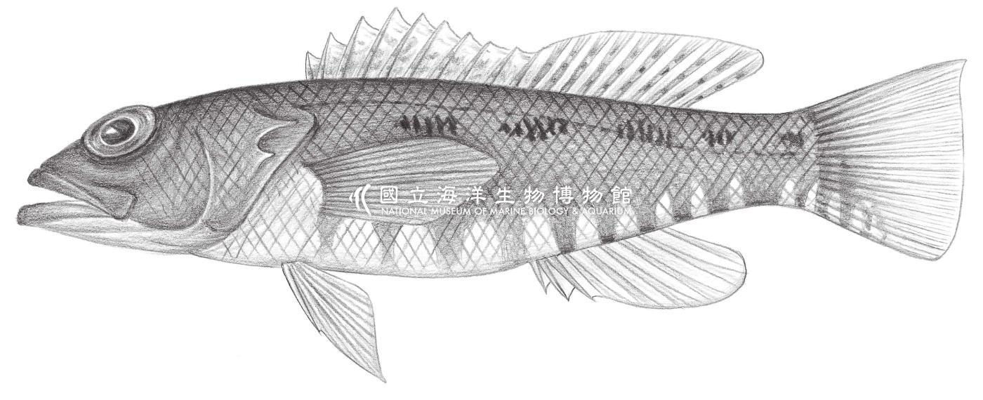 1010. 側斑赤鮨 Chelidoperca pleurospilus (Günther, 1880)