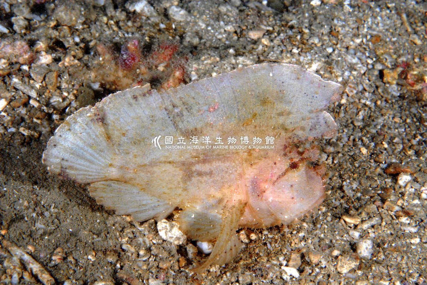 三棘高身鮋