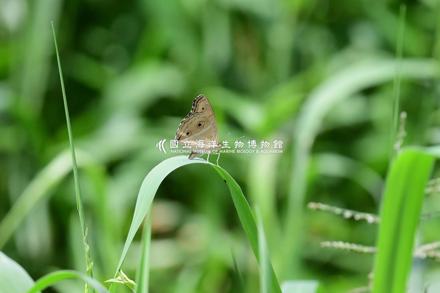蛺蝶