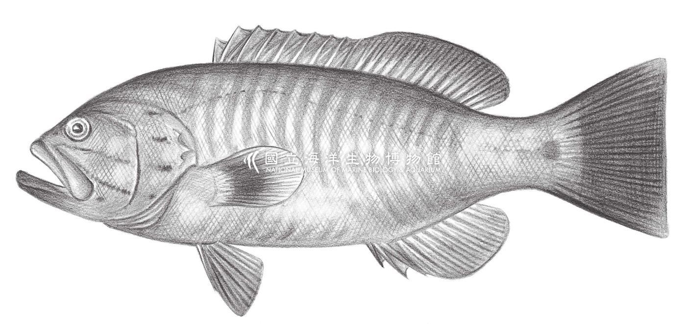 1053. 白邊纖齒鱸 Gracila albomarginata (Fowler & Bean, 1930)