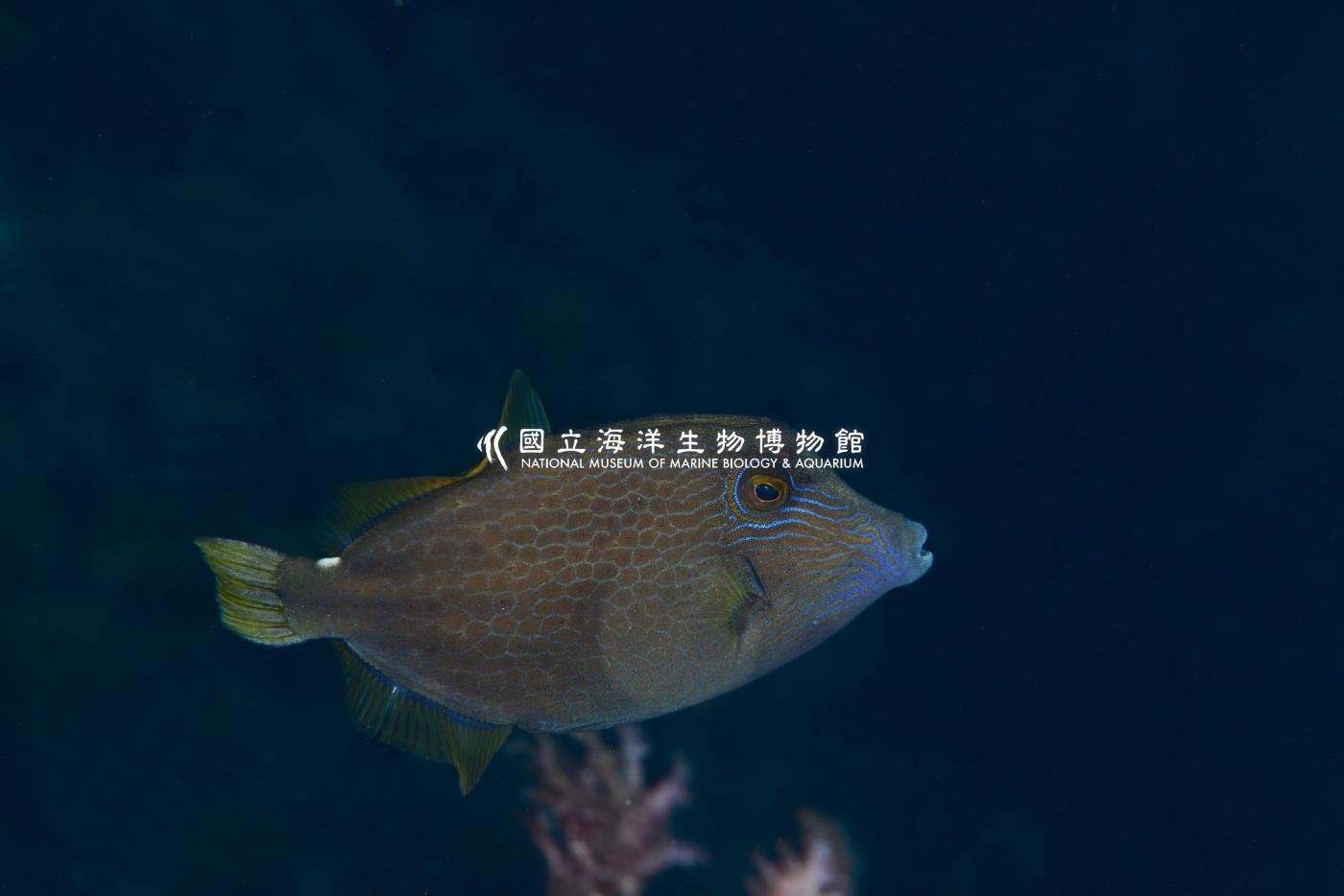 細斑刺鼻單棘魨