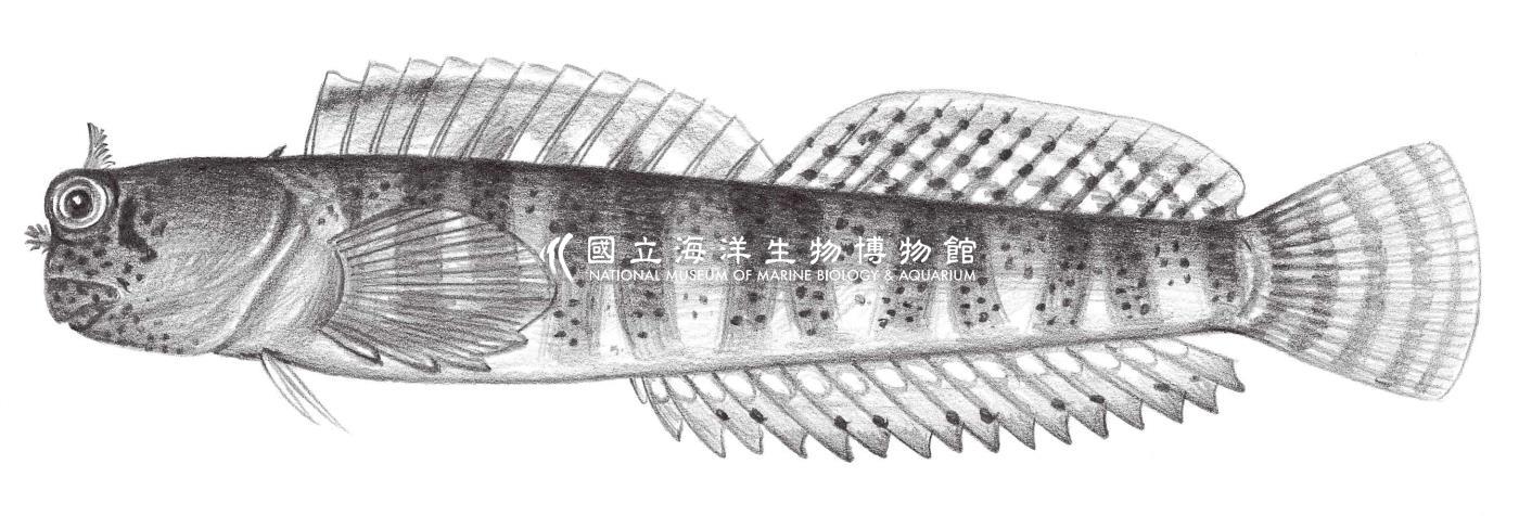 1970. 海犁齒鳚 Entomacrodus thalassinus thalassinus (Jordan & Seale, 1906)