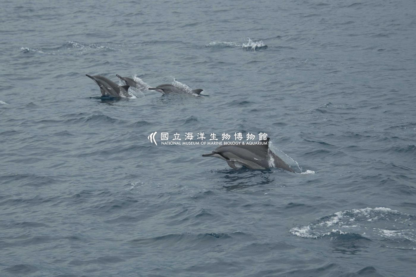 飛旋海豚