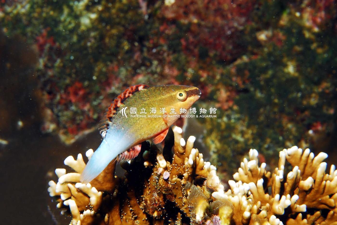黃鸚哥魚