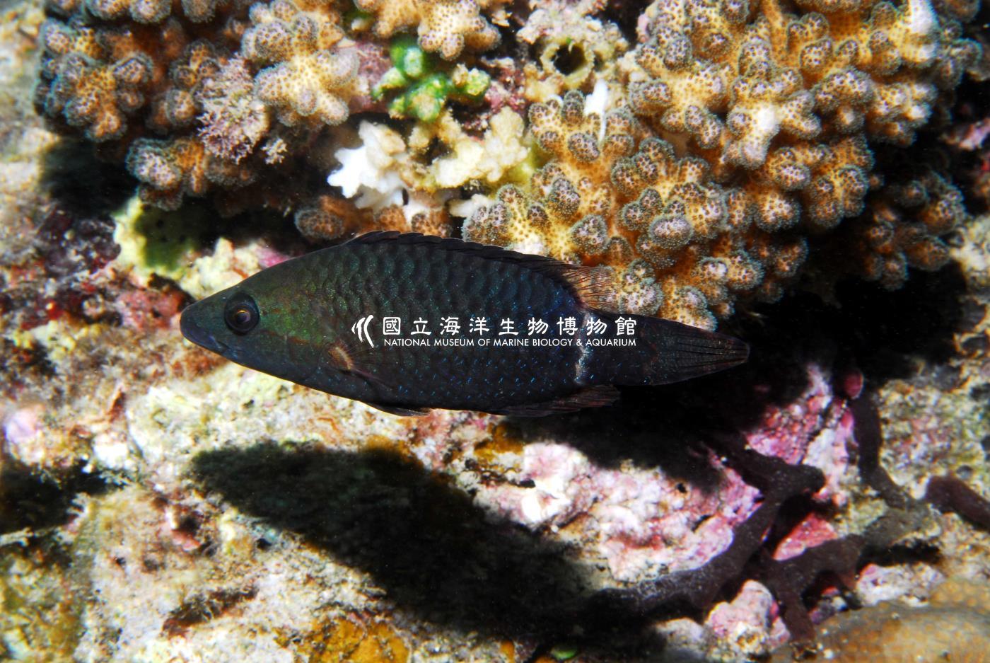 單帶尖唇魚