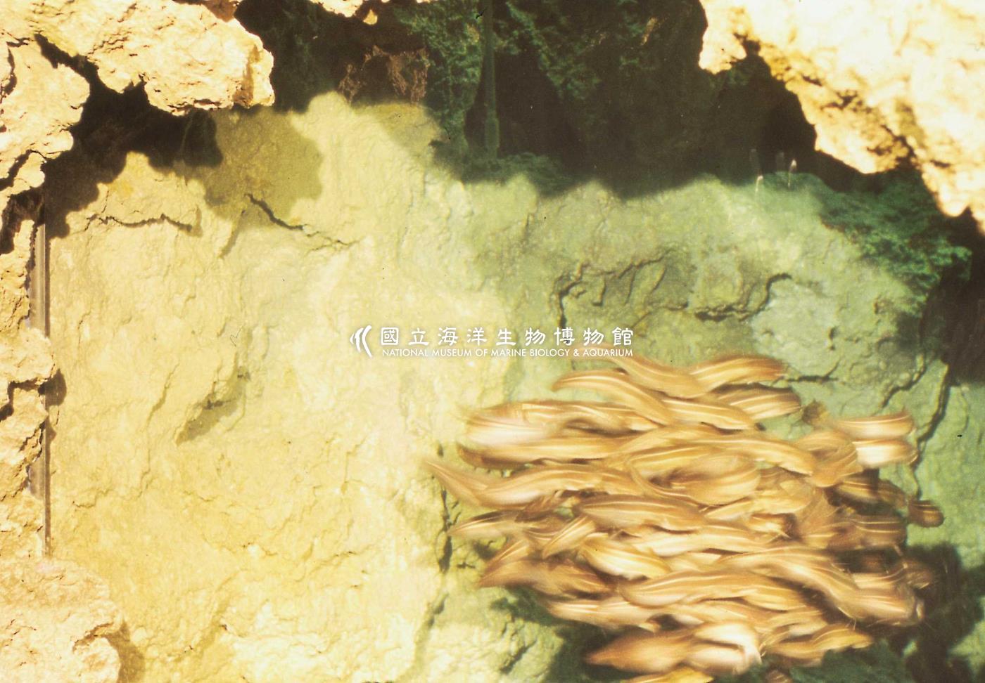 洞穴生物