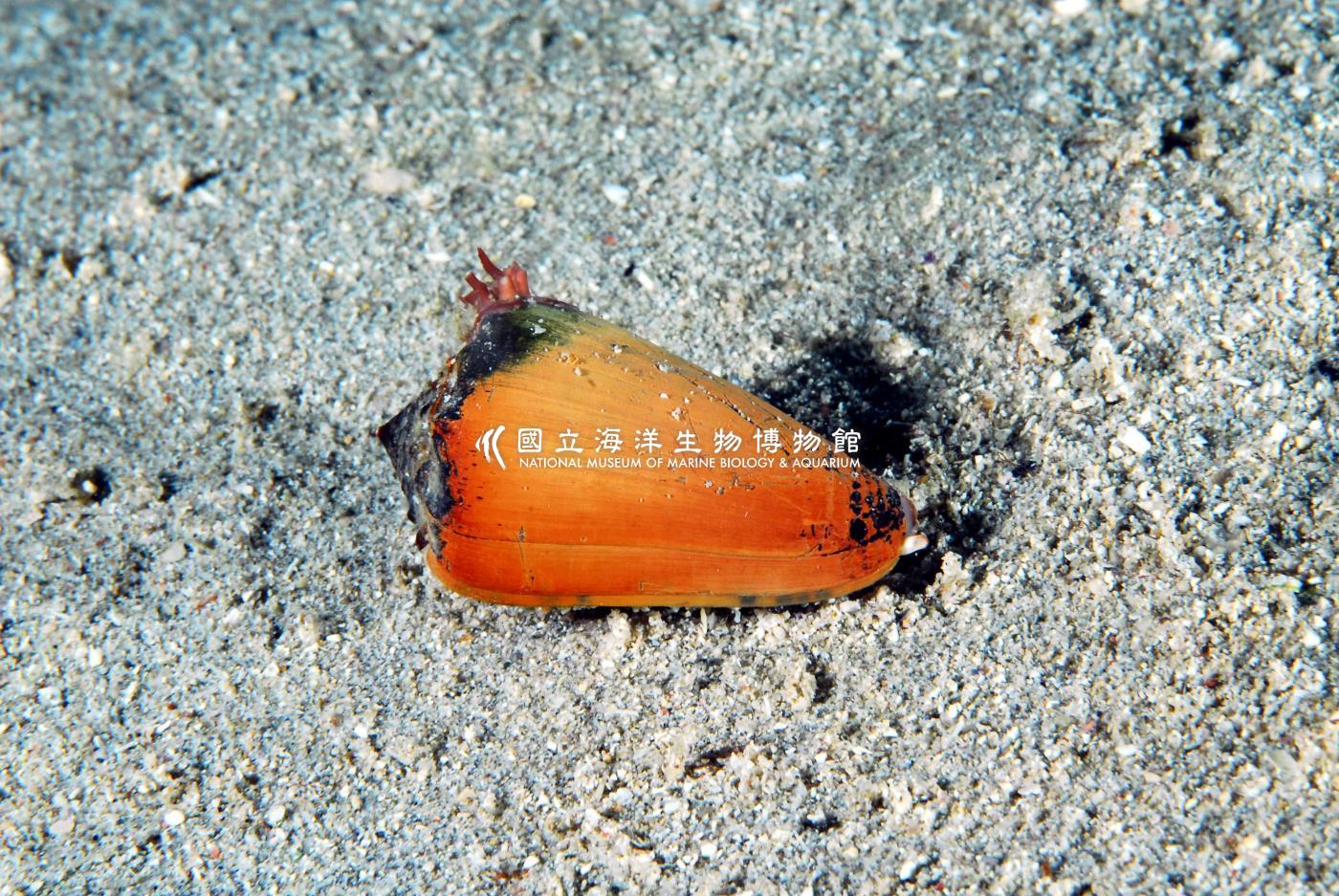 芋螺