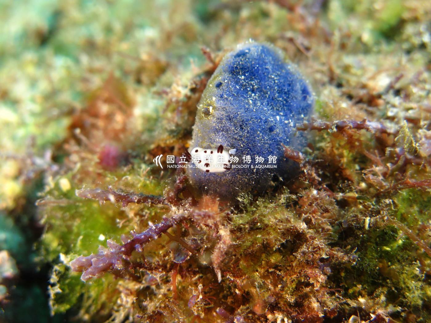 煙囪盤海蛞蝓