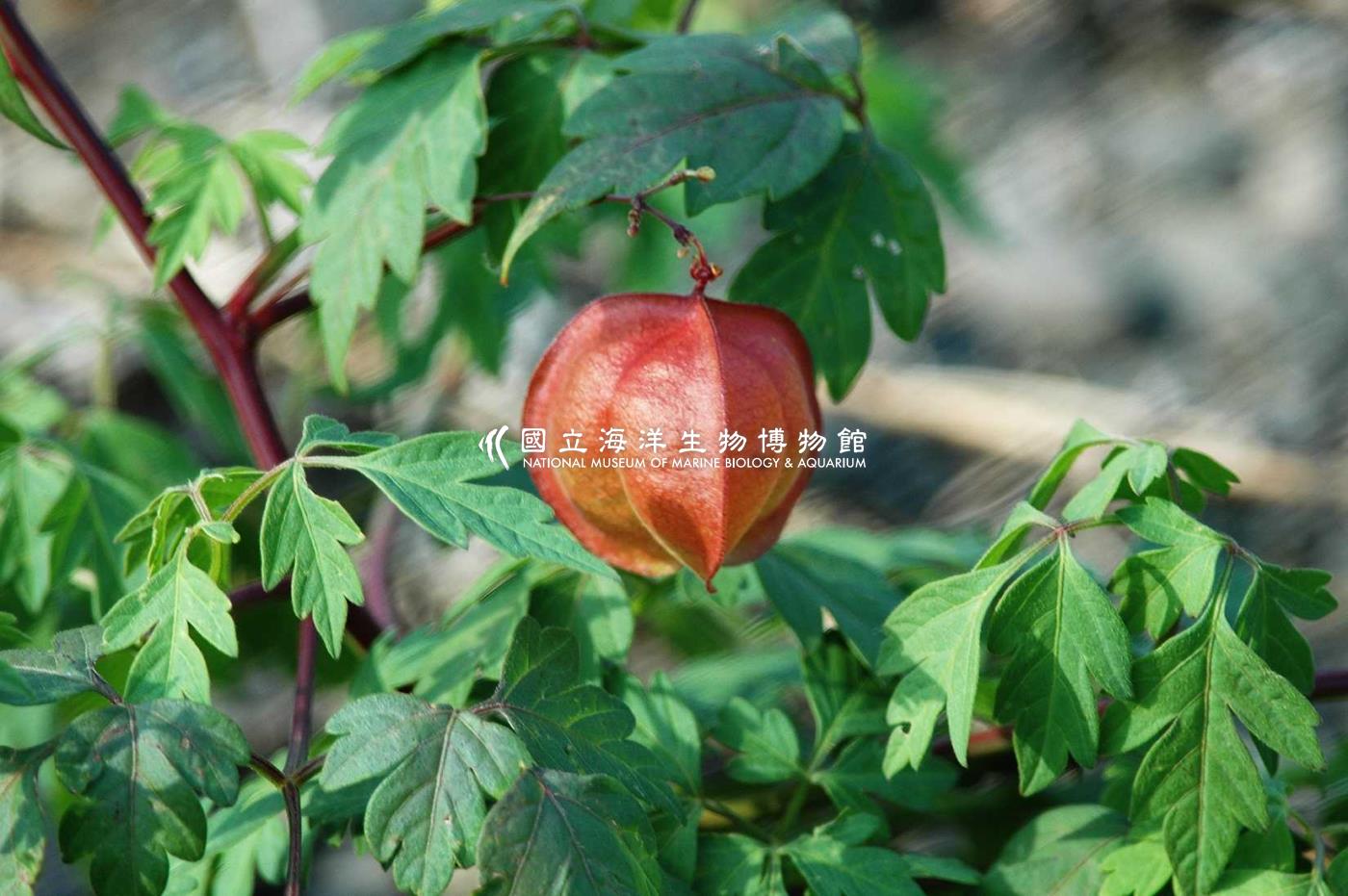 照片
