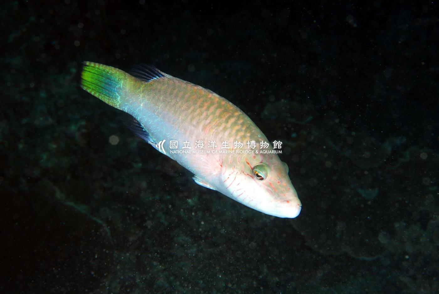單帶尖唇魚